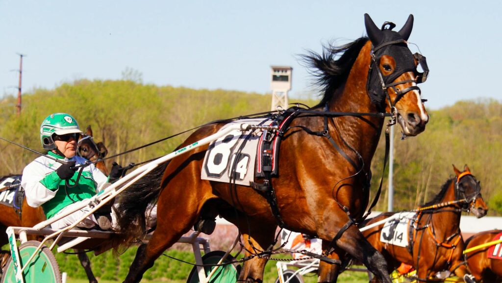 horses is puuling sulky during racing event