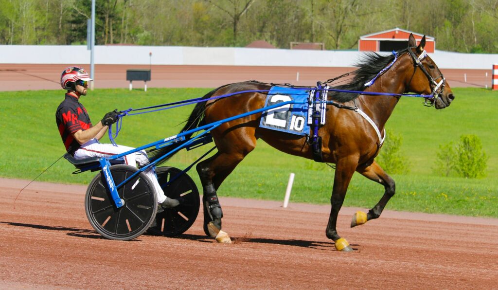 Exciting harness racing scene with a focused driver and galloping horse on a sunny day.