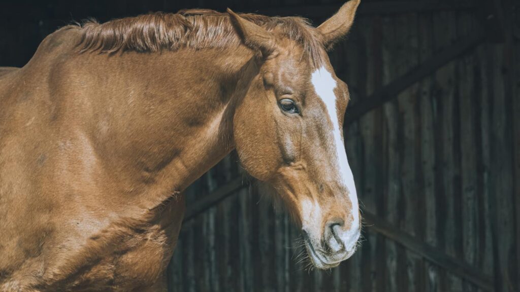 a brown horse with a white blaze, standing indoors.