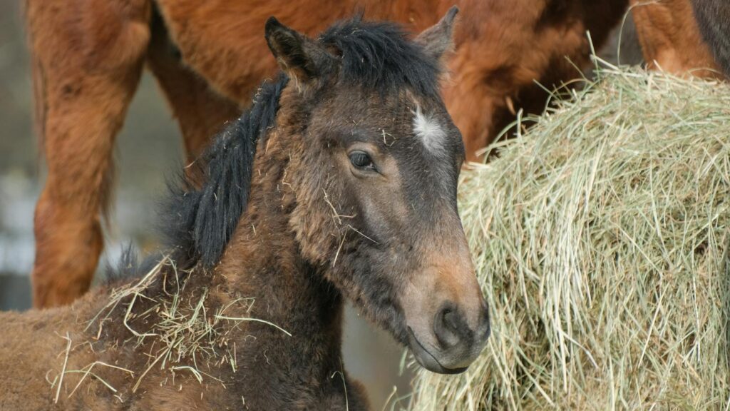 Close-up of a young foal covered in hay beside a bale on the farm.