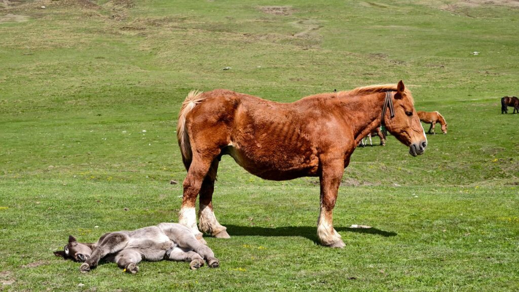 Brown horse and foal resting in a lush green pasture under the sun.
