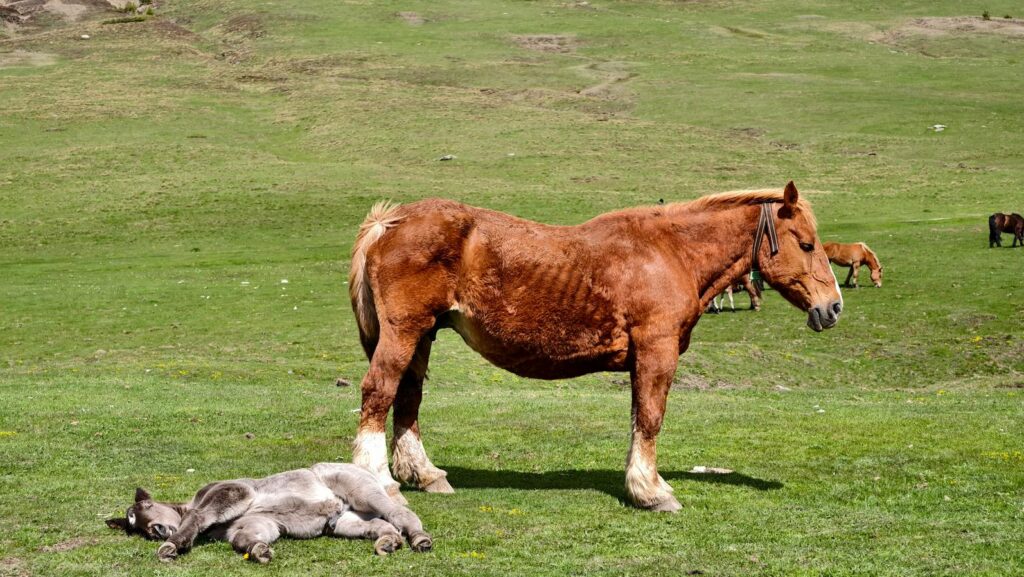 Brown horse and foal resting in a lush green pasture under the sun.
