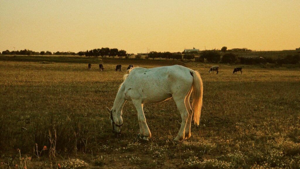 Horse gazing