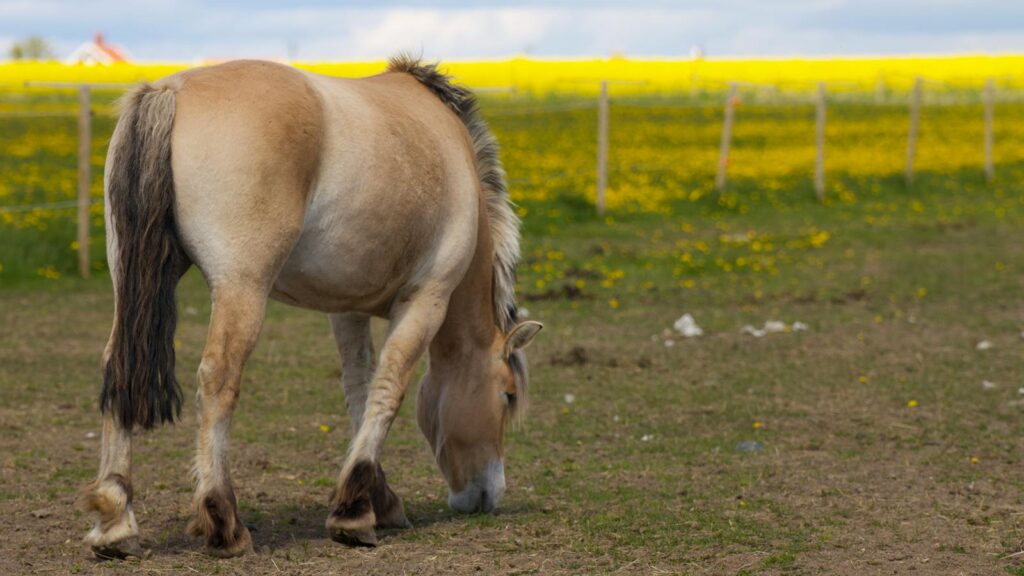 horse grazing in a field