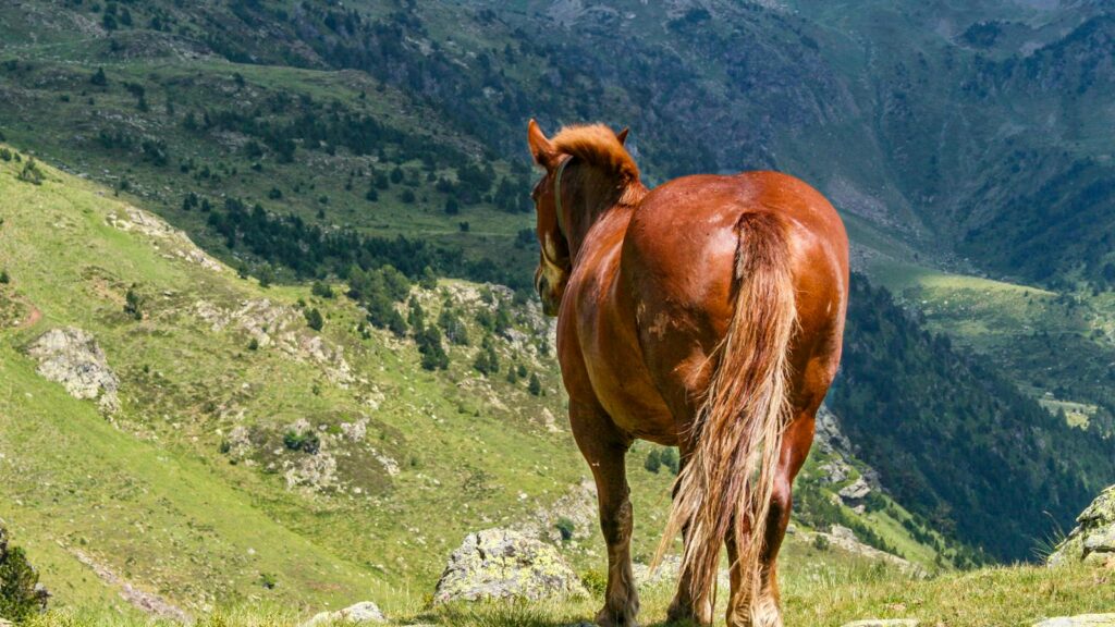 A solitary horse overlooks the scenic Pyrenees mountains in Andorra, showcasing nature's beauty.