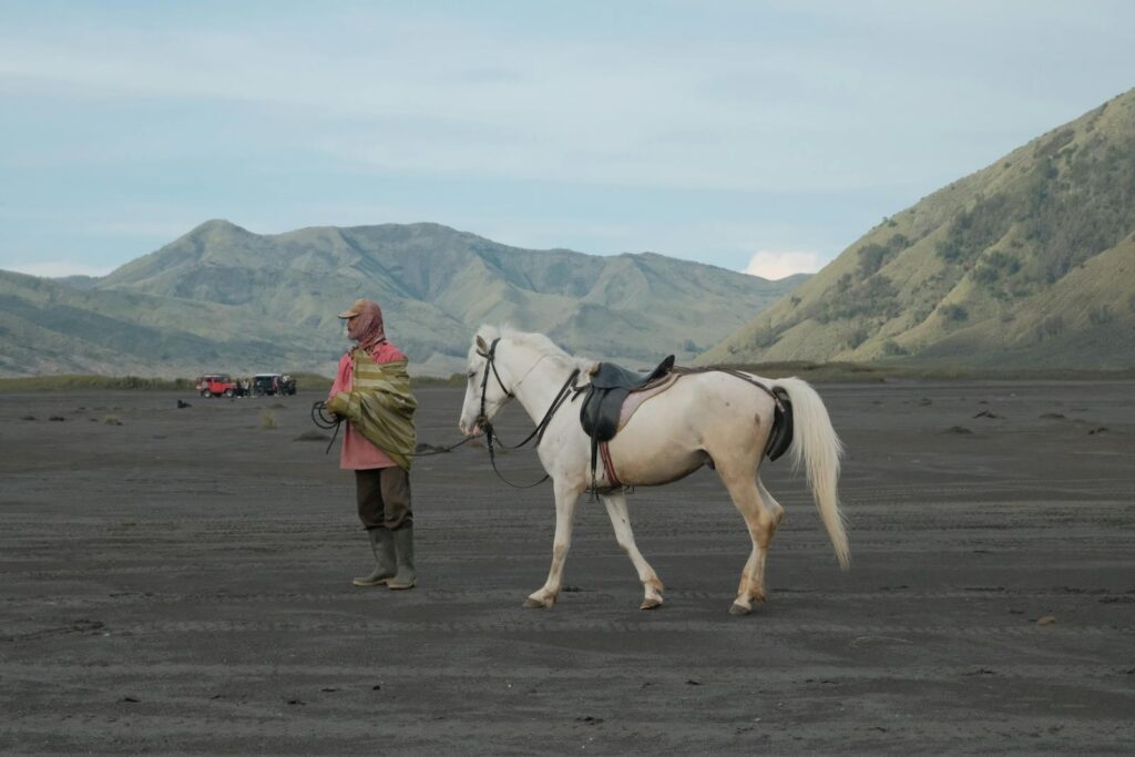 White horse