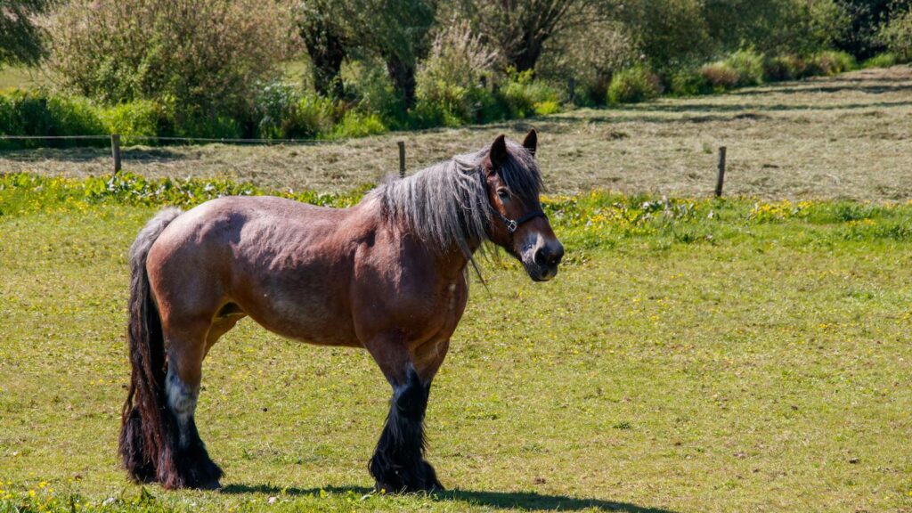 Beautiful chestnut horse with lush mane standing in a vibrant green meadow under a clear blue sky.
