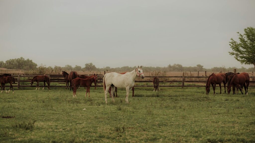 Serene pastoral view of horses grazing in a lush green field under a cloudy sky.