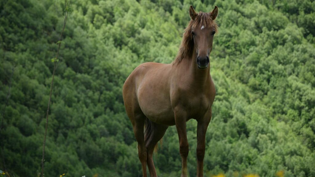 A Wild Horse in a Field
