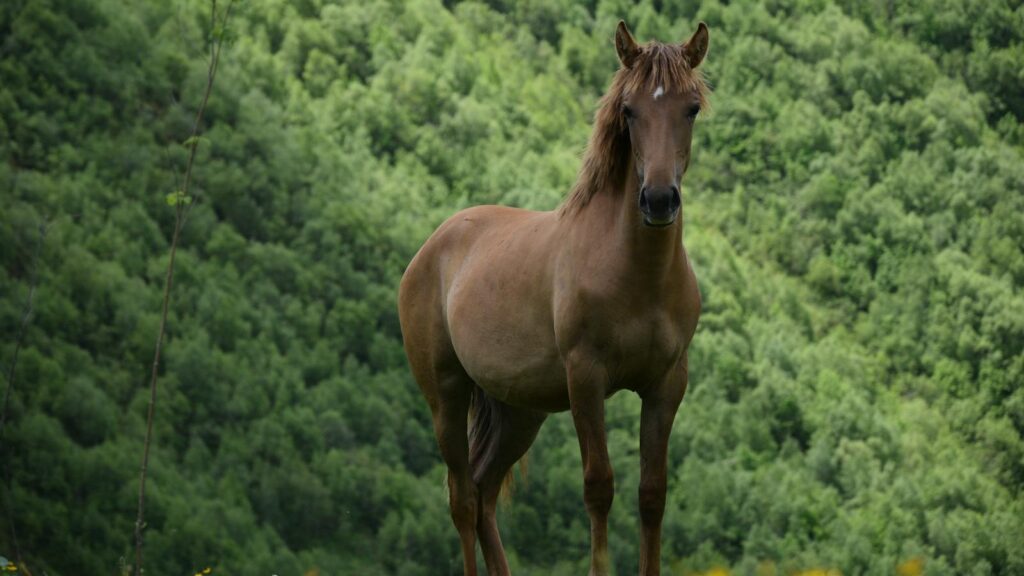 Wild Horse in green field