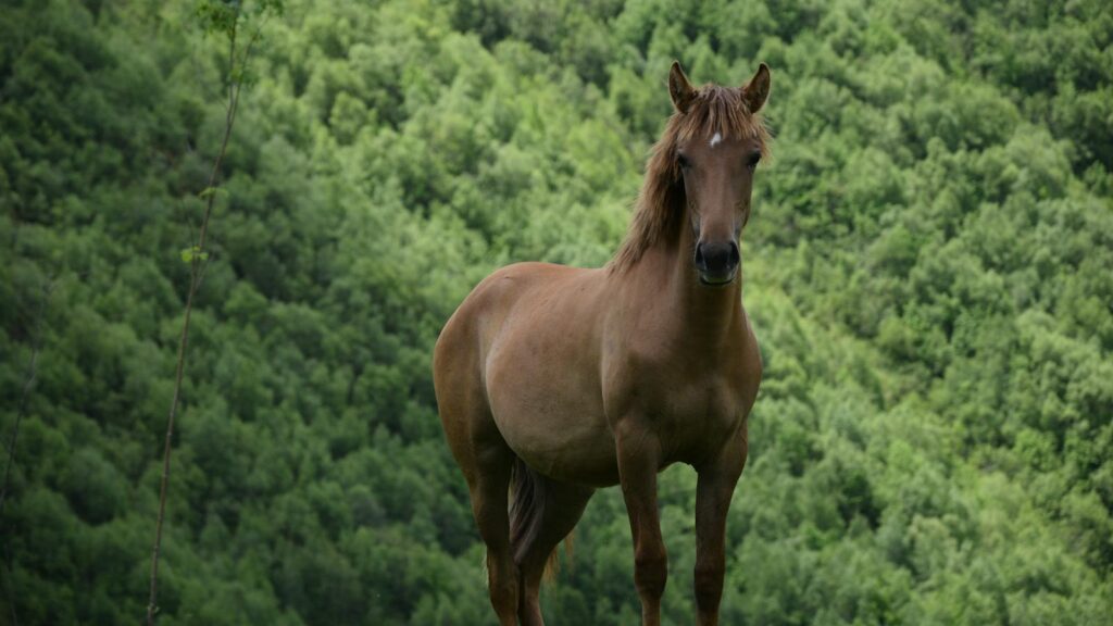 Wild Horse