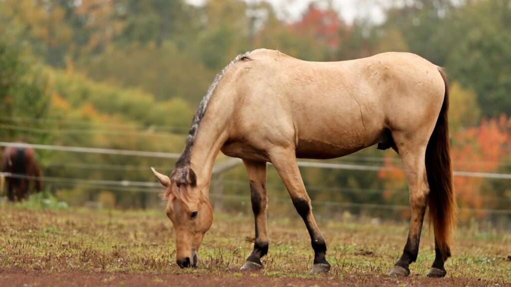 horse standing in the green field