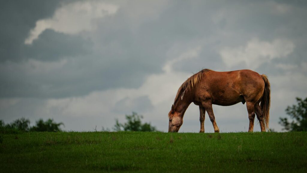 A lone horse stands quietly in the pasture, surrounded by soft light and open space. A portrait of peace, strength, and solitude.
