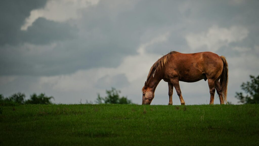 A lone horse stands quietly in the pasture, surrounded by soft light and open space. A portrait of peace, strength, and solitude.