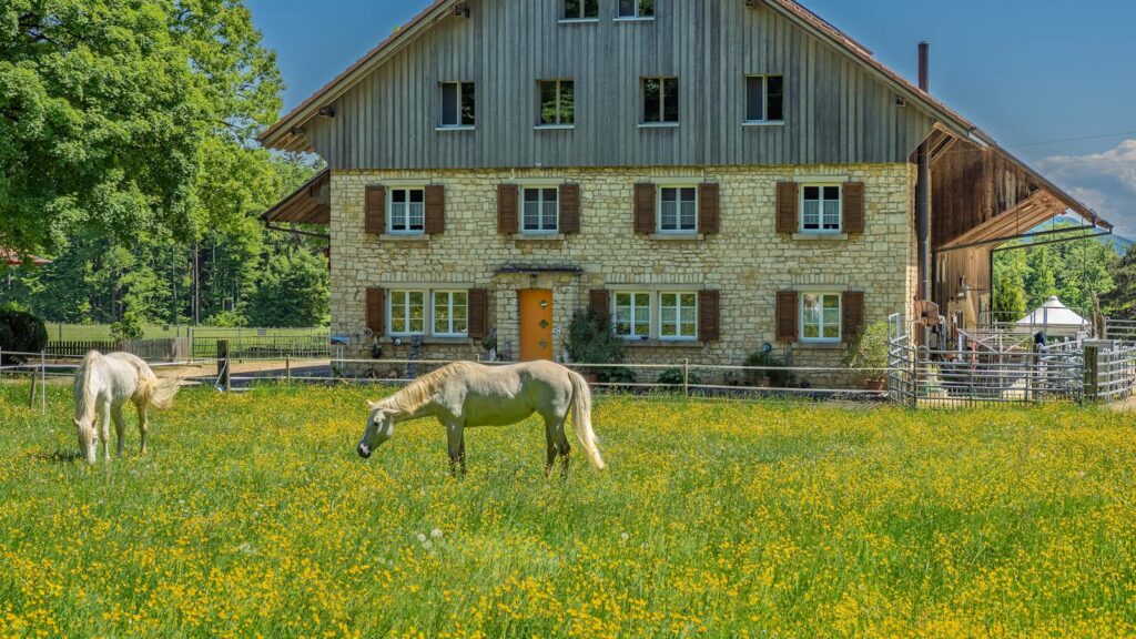 horses in green field