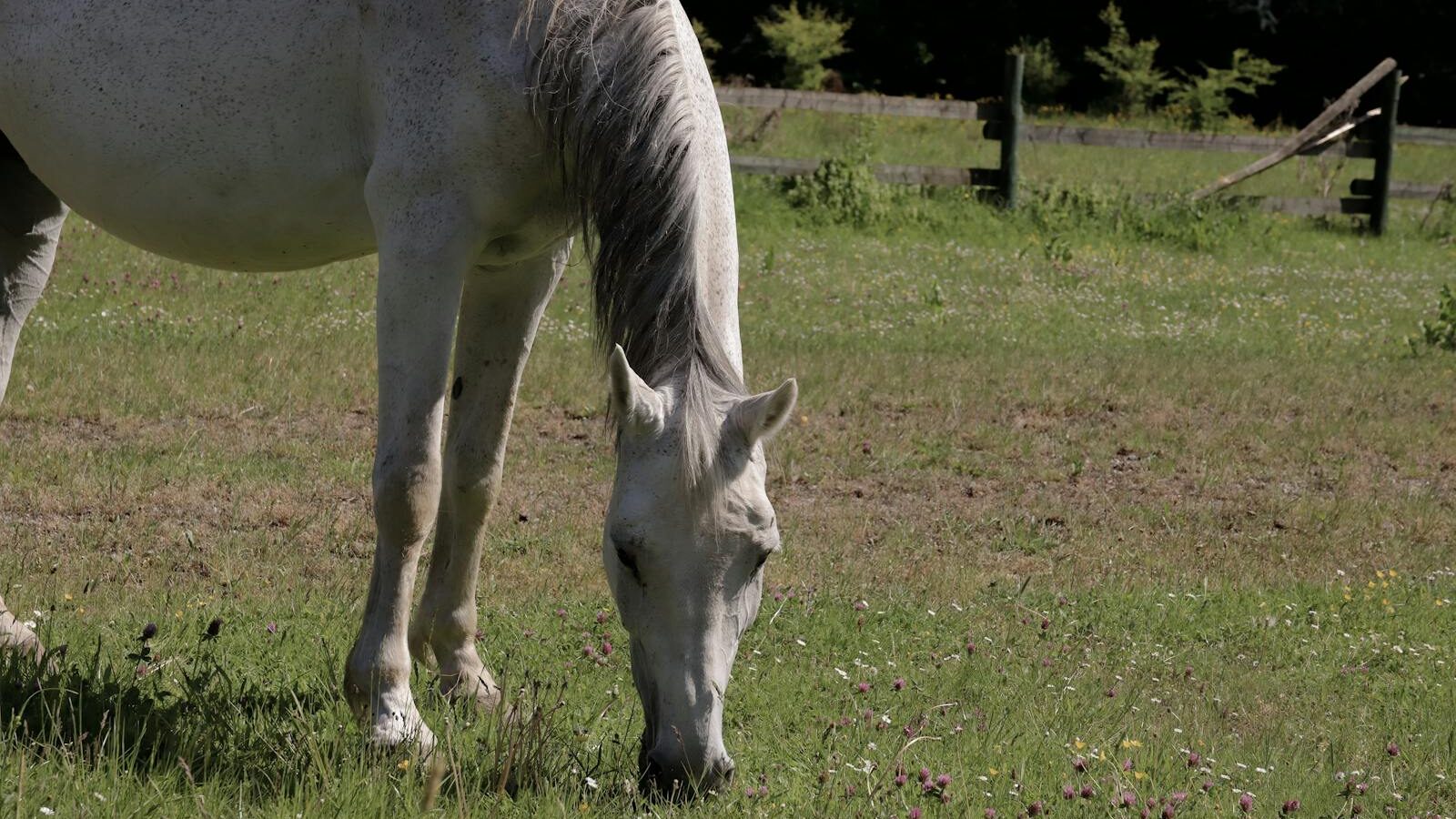 a white horse eating grass