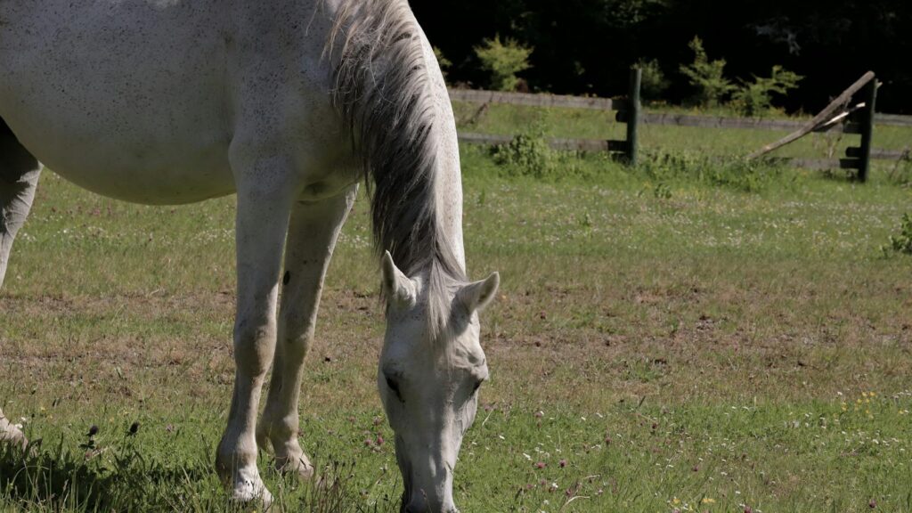 white horse eating grass 