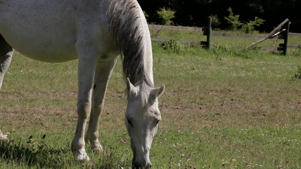 A horse grazzing