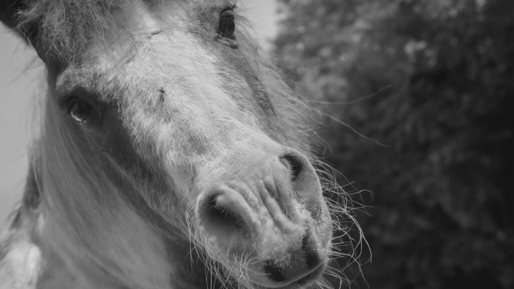 Free stock photo of animal, fly, horse