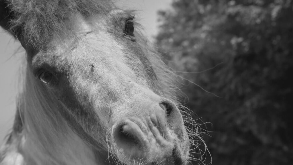 Free stock photo of animal, fly, horse