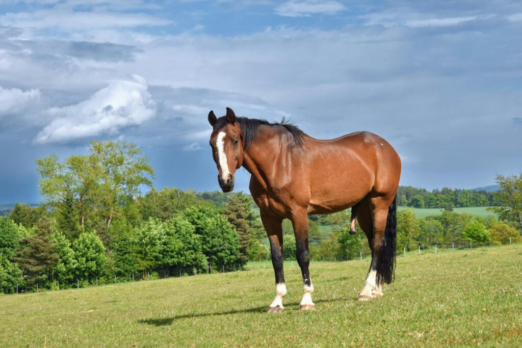 Beautiful brown horse standing in a lush green pasture with a vivid blue sky background.