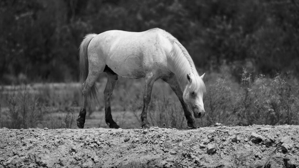 Elegant white horse walking in a serene outdoor setting, captured in black and white.