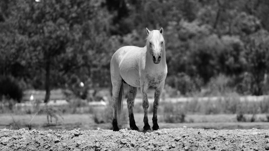A majestic white horse standing in a serene black and white landscape.