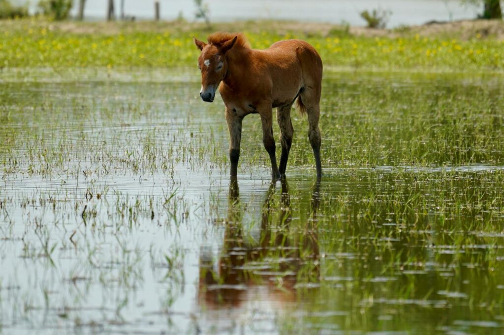 Young morgan horse stands in a marshy area
