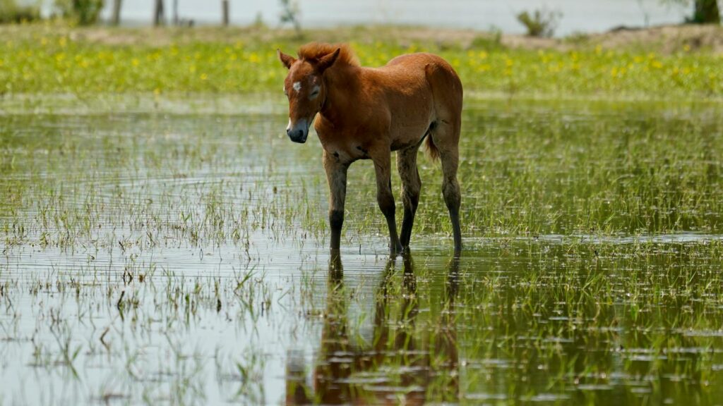 A young horse stands in a marshy area, its reflection visible on the still water.