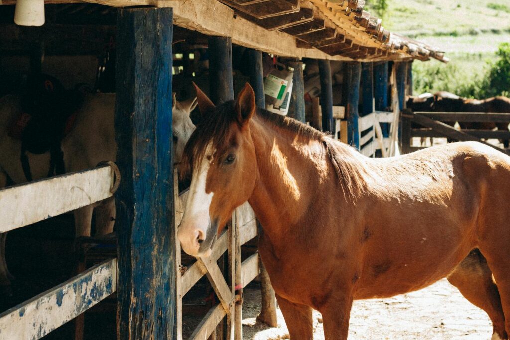 A chestnut horse stands in an outdoor stable, showcasing rural farm life and equine beauty.