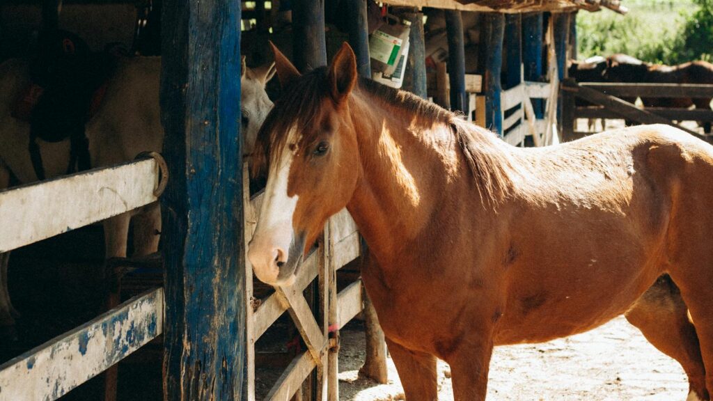 A chestnut horse stands in an outdoor stable, showcasing rural farm life and equine beauty.