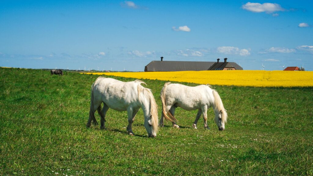 Scenic view of Icelandic horses grazing in a green pasture with canola fields in Denmark.