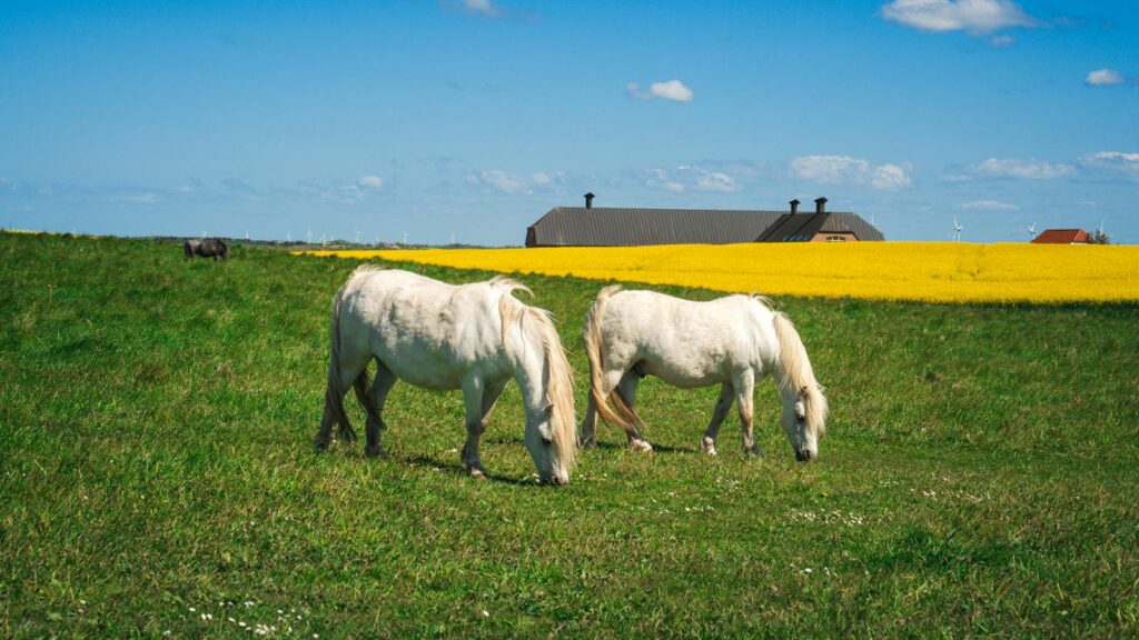 Scenic view of Icelandic horses grazing in a green pasture with canola fields in Denmark.
