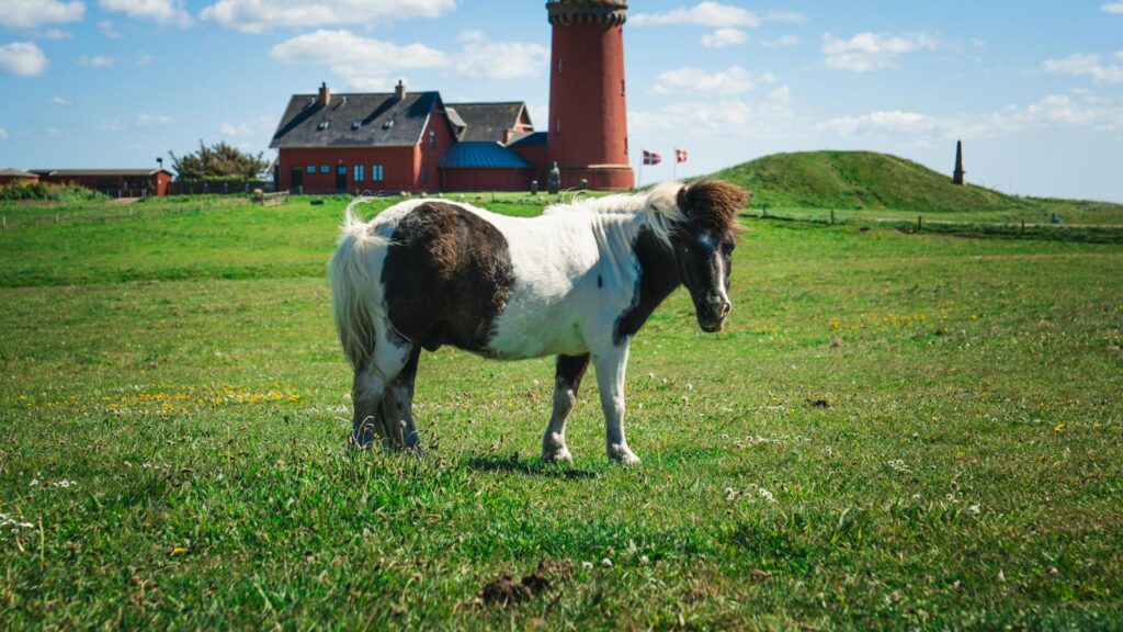 A pony grazes in front of a historic red lighthouse under a blue sky in Denmark.