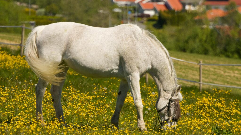a white horse eating grass