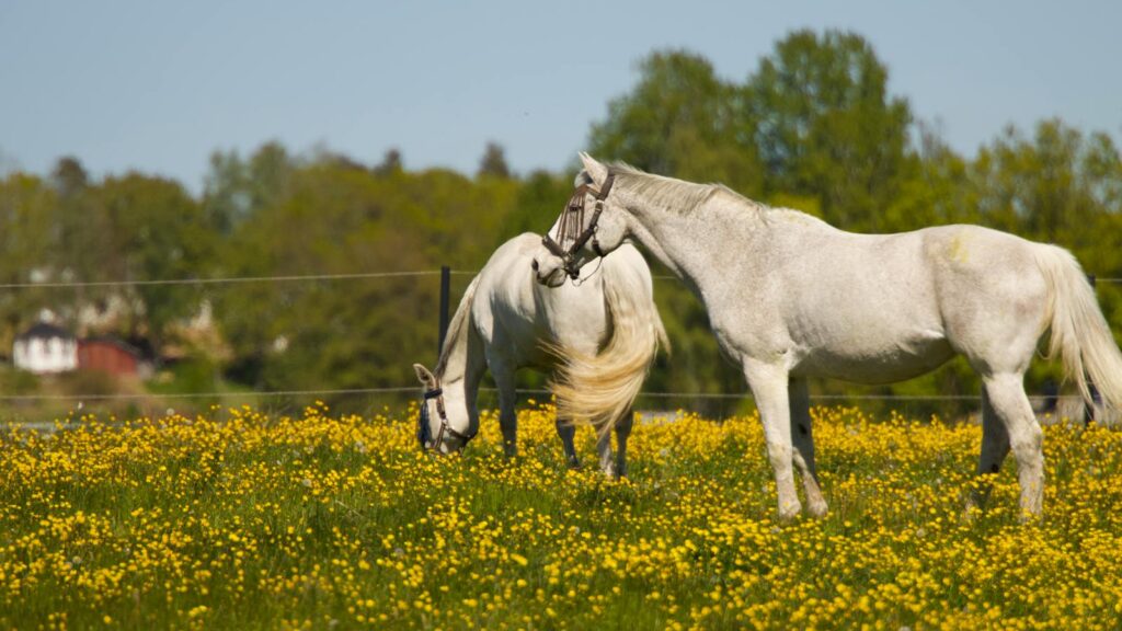 two horses in the green field