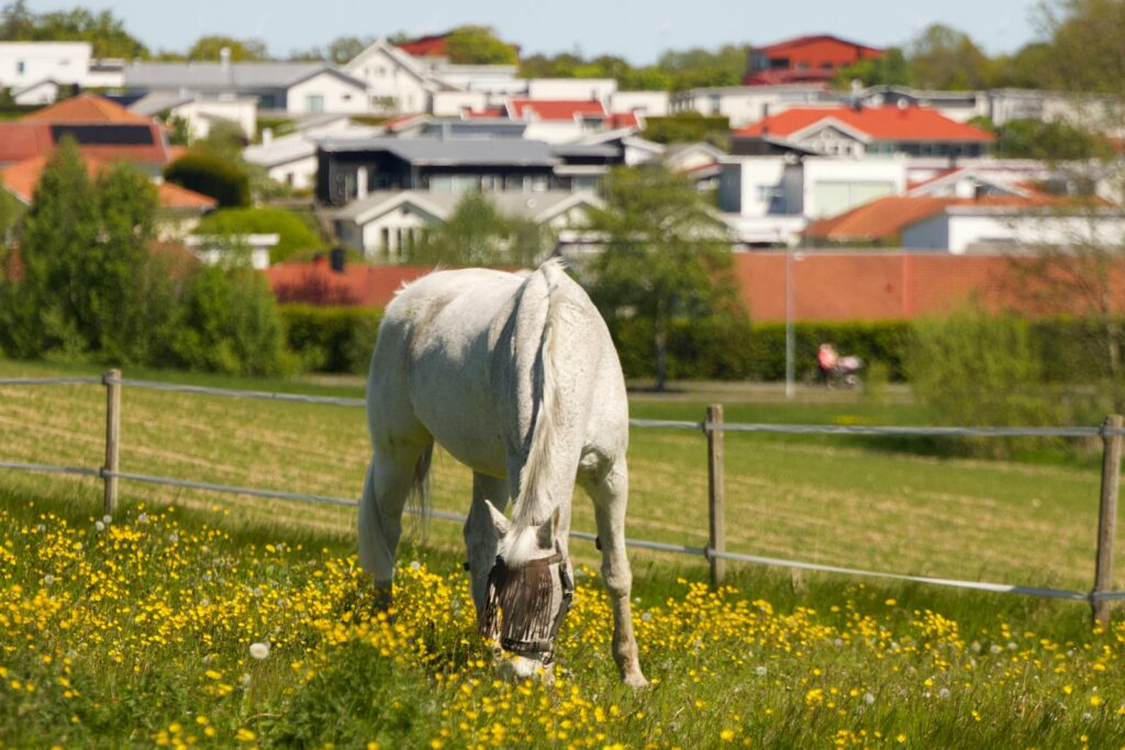 White horse relaxing in pasture