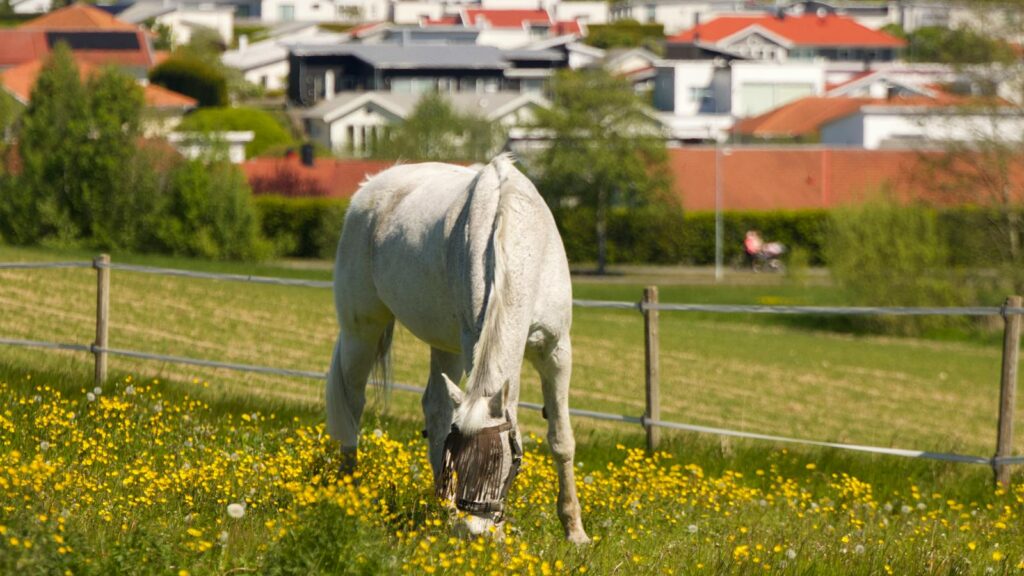 white horse grazing in ghe field
