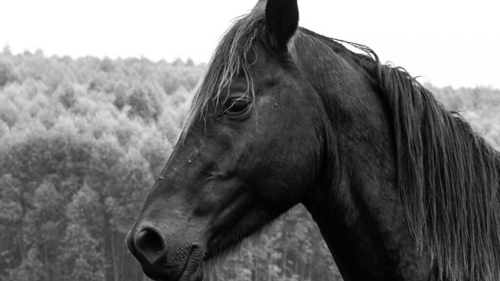 A black horse's profile in a forest setting, captured in black and white.