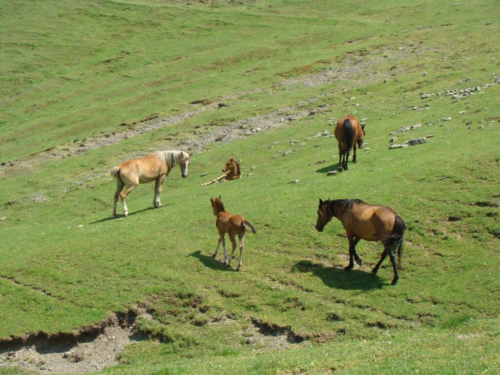 Group of horses and foals relaxing on a lush green hillside under clear skies.