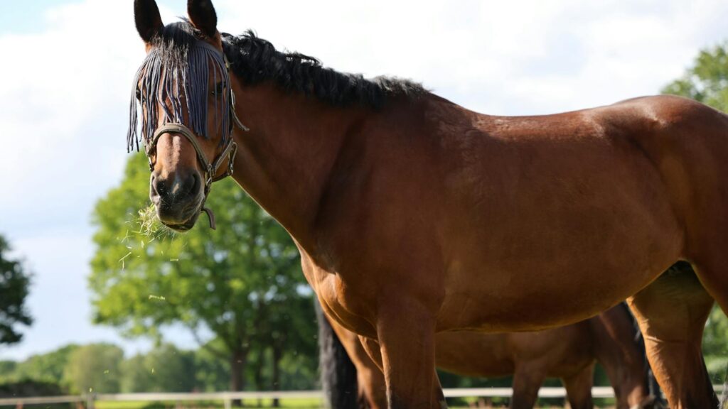 Horses