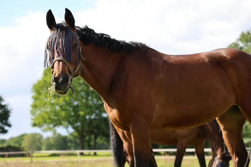 Percheron horse