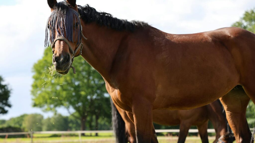 brown horse standing in field
