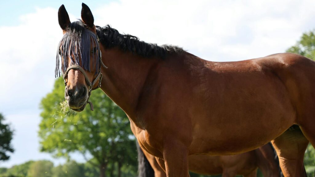 Horses