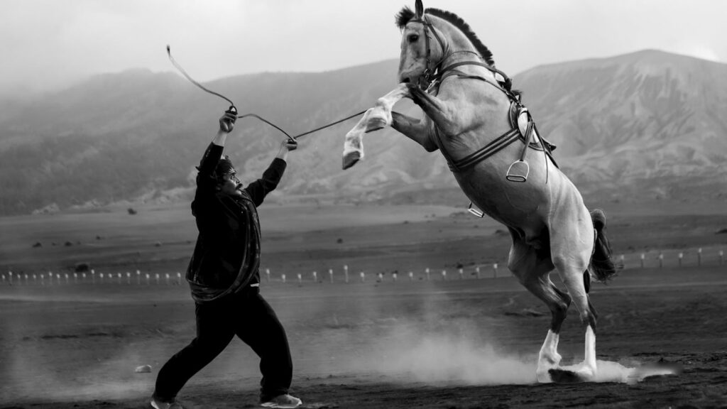 Horse playing with rider