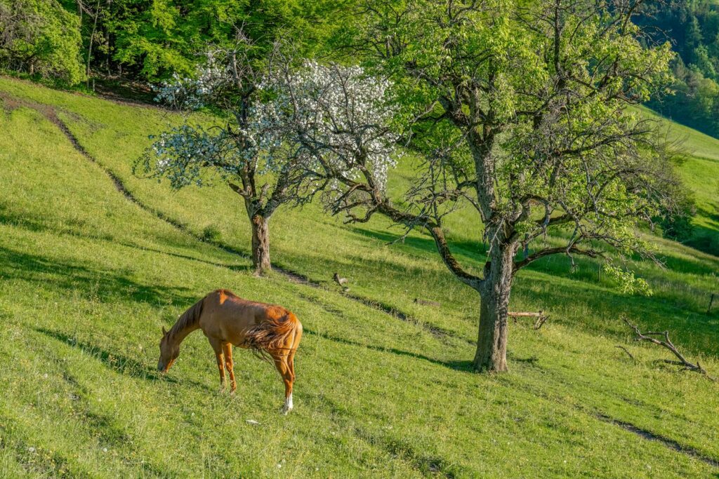 Lonely Horse Grazing