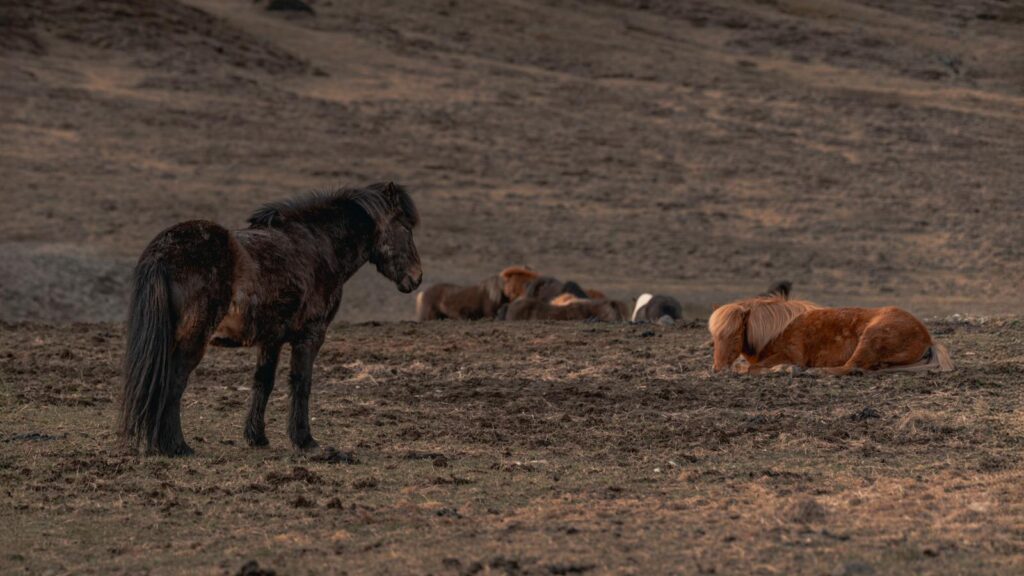 Free stock photo of icelandic horse, icelandic horses
