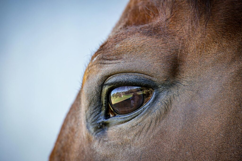 Horse eyes closeup