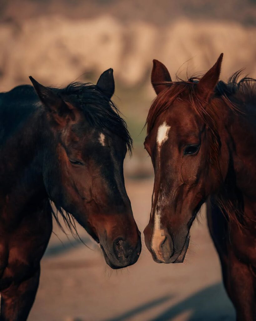 Two horses peacefully standing in Cappadocia, Türkiye as the golden light bathes the landscape.