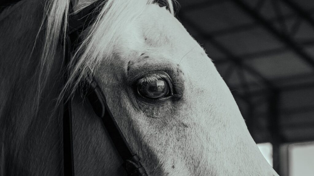 Close-up portrait of a white horse inside a barn, emphasizing its eye and noble features.